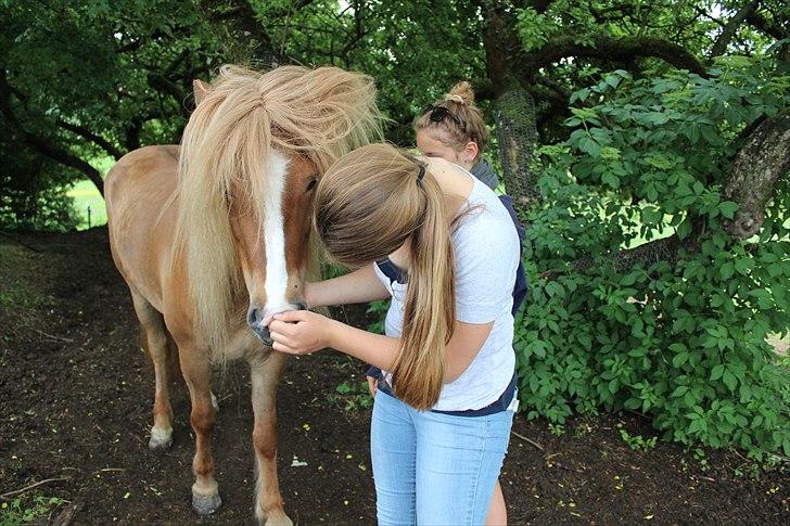 Islænder Sóley frá Steinsholti - I will love you to the end. ♥ billede 8