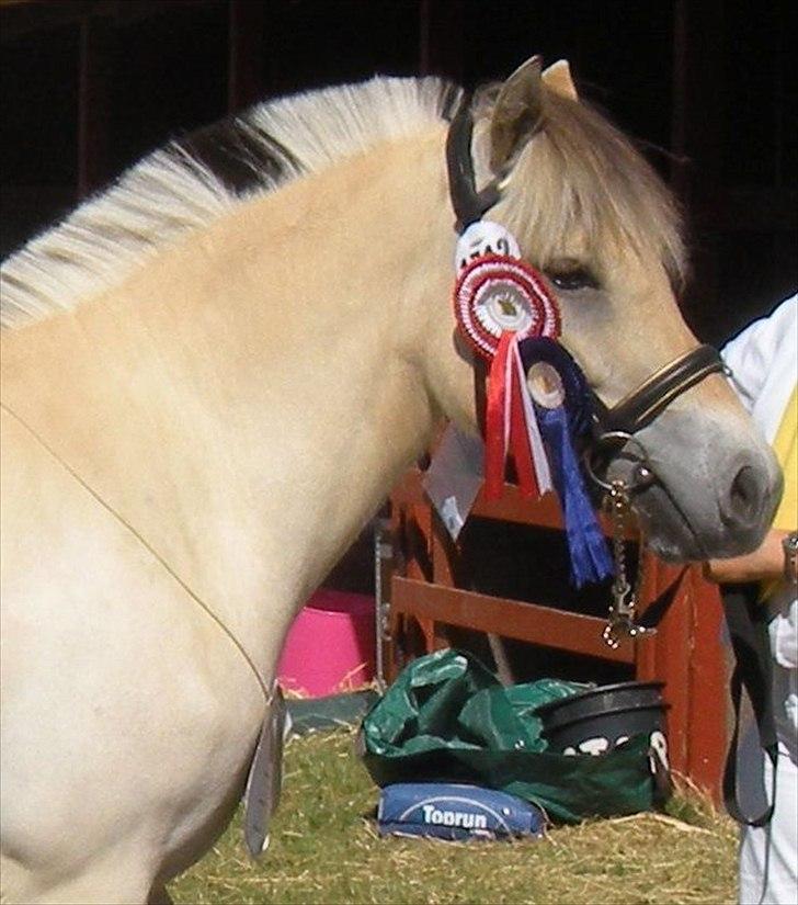 Fjordhest Isabella Strødam - Roskilde Dyrskue 2 års 23 point og ærespræmie 2011 billede 1