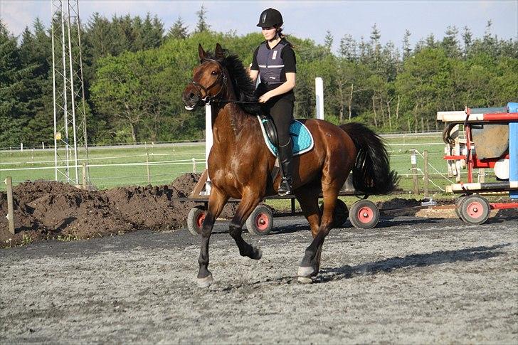 Holstener Carry Me On - Foto: Hanne Pedersen billede 5