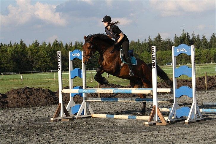 Holstener Carry Me On - Foto: Hanne Pedersen billede 8