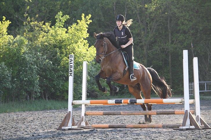 Holstener Carry Me On - Foto: Hanne Pedersen billede 10