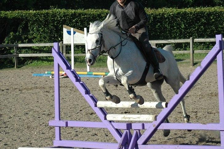 Arabisk fuldblod (OX) Ta Malim OX - Til træning... Foto: Anja K. Helge billede 4