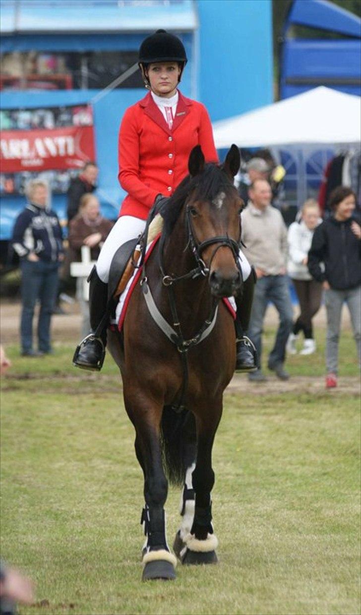 Dansk Varmblod Bøgegårdens "Quick" - Morsø 2011
Foto: Mathilde Brønden billede 10