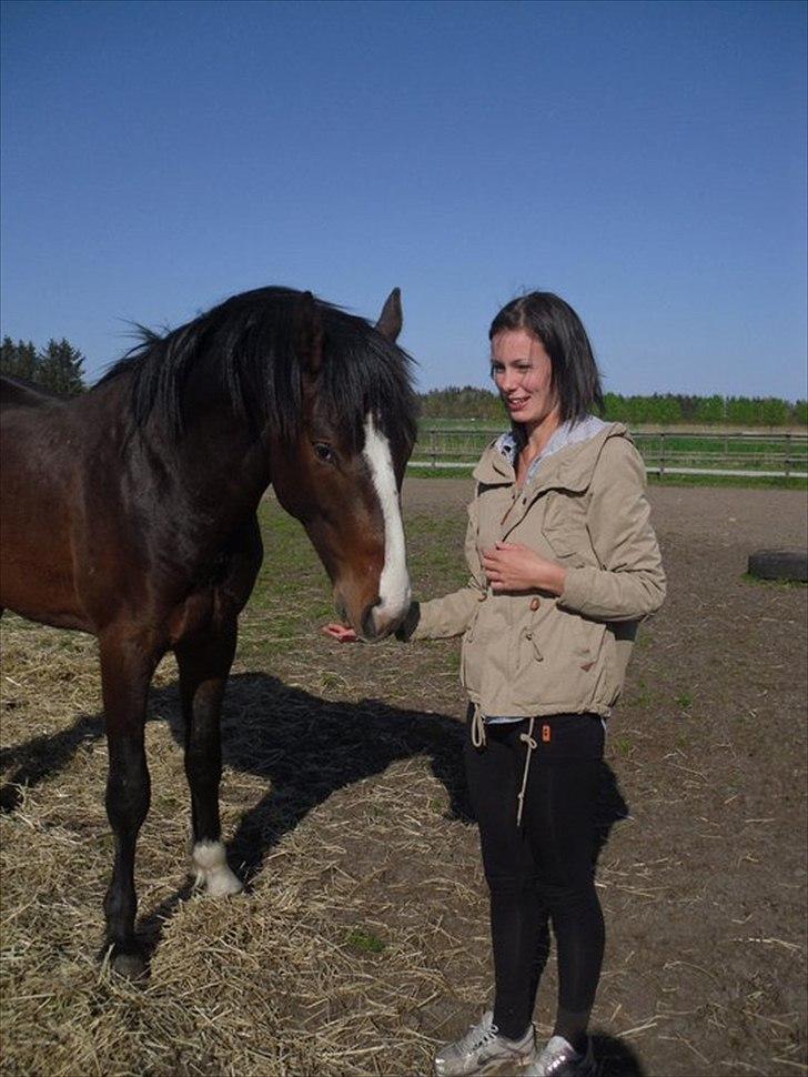 Dansk Varmblod Chamiro billede 3