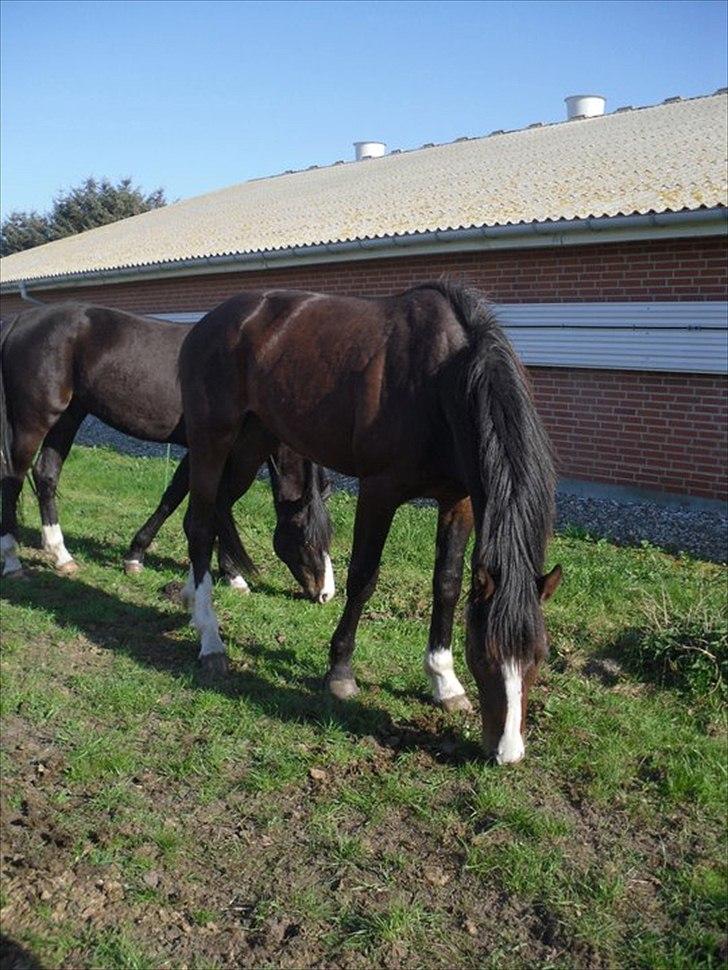 Dansk Varmblod Chamiro billede 4