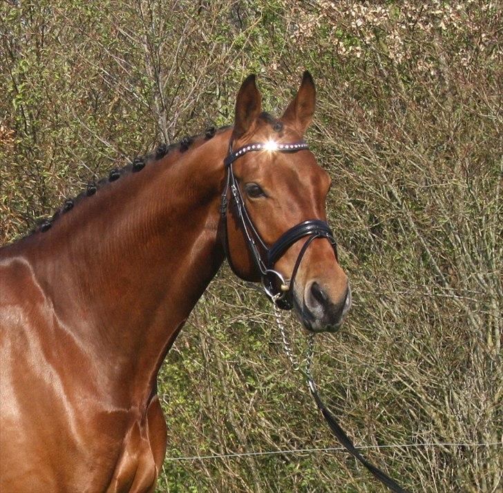 Dansk Varmblod JAP's Amazing Star - Smukke Stjerne maj 2011 billede 2