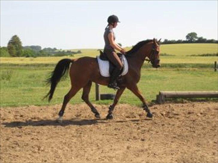 Arabisk fuldblod (OX) Strumyk - solgt* billede 1