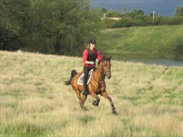 Arabisk fuldblod (OX) Strumyk - solgt* billede 2