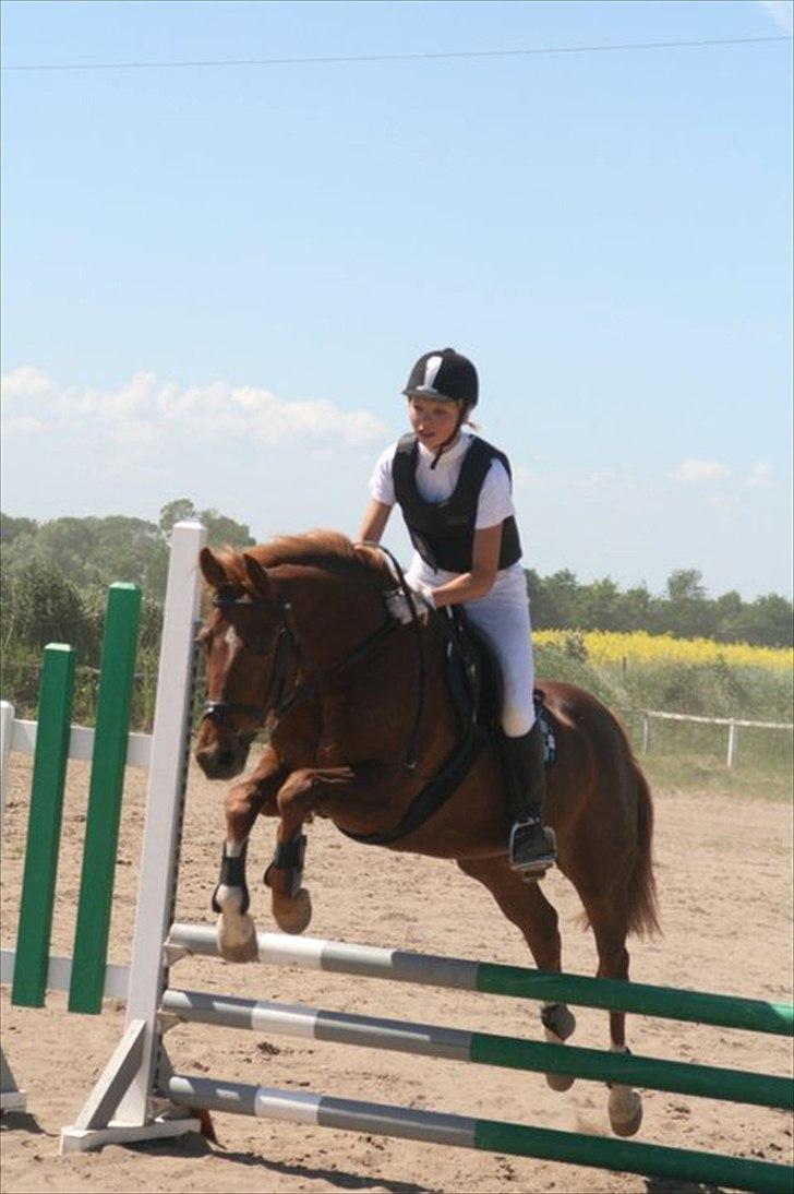 DSP Moonlight- Solgt - Springstævne i ørsted billede 8