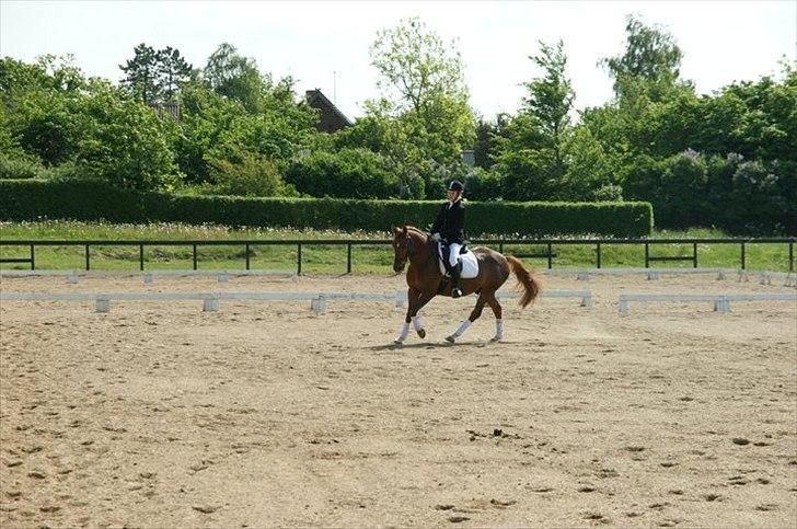 DSP Moonlight- Solgt - Lc i Gl Estrup rideklub billede 3