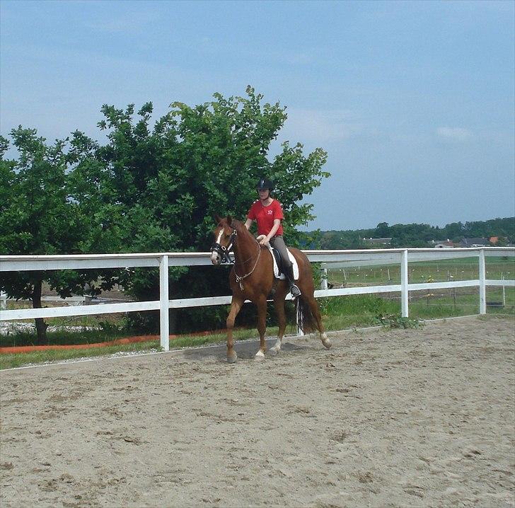 Hannoveraner Wesler - . D.8.6-2011 - 2 gang han er sluppet (: billede 22