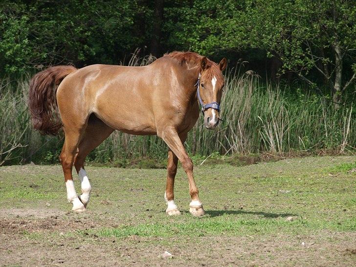 Anden særlig race Athene - Athene på marken <3 billede 5