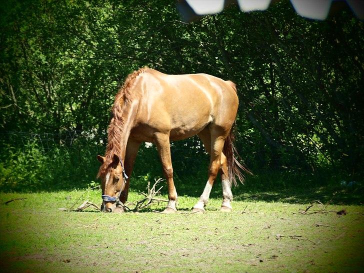 Anden særlig race Athene - Athene <3 billede 6