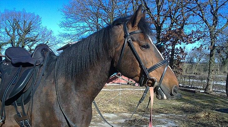 Holstener Corona billede 11