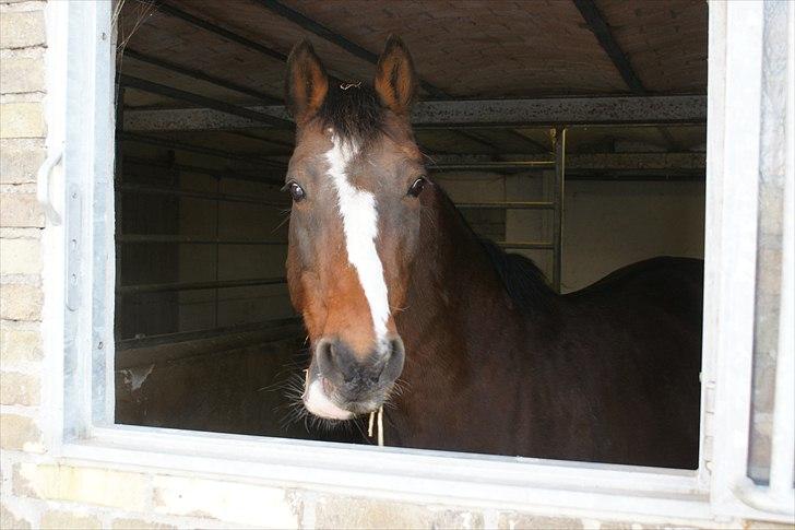 Holstener Corona billede 12