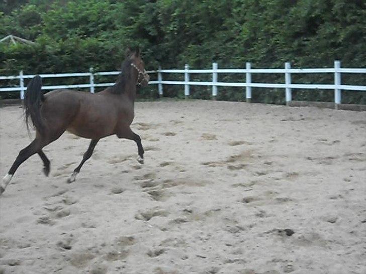 Anden særlig race Avanti SOLGT :( billede 2