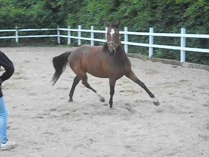 Anden særlig race Avanti SOLGT :( billede 3