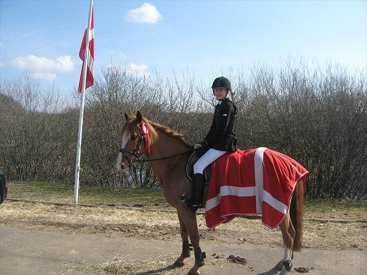 New Forest Kantje's ultravox <3 - Til et mega godt stævne i vejle, 1 plads i LB** <3 Mesterfotograf: Far. billede 8