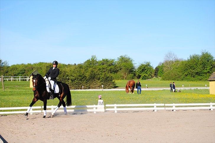 Hannoveraner French Floriana - Stævne Holbæk D 30.8 2011. Foto CIlle billede 10