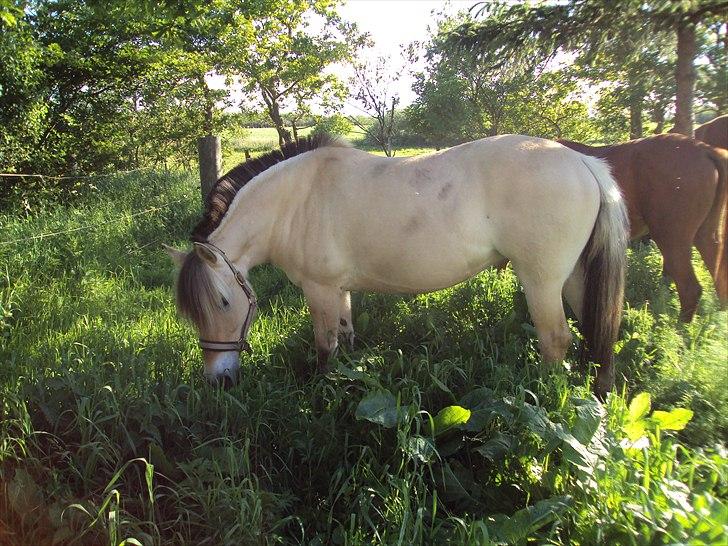 Fjordhest Bonnie (Solgt) billede 2