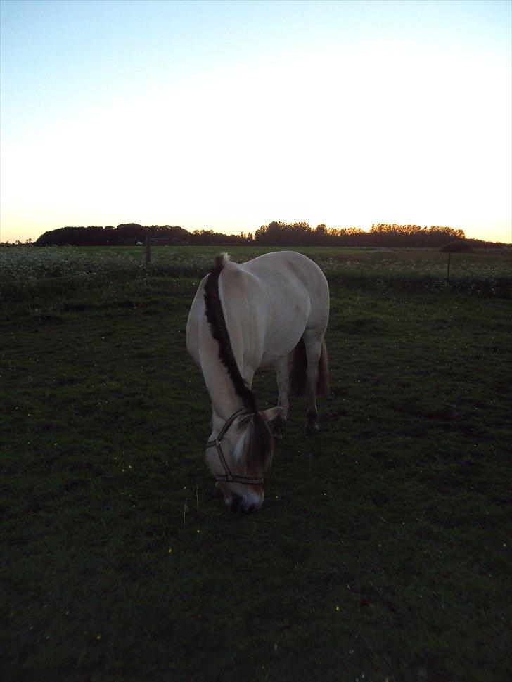 Fjordhest Bonnie (Solgt) - Bonnie i aftensolen billede 3