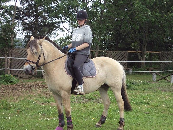 Fjordhest Bonnie (Solgt) billede 20