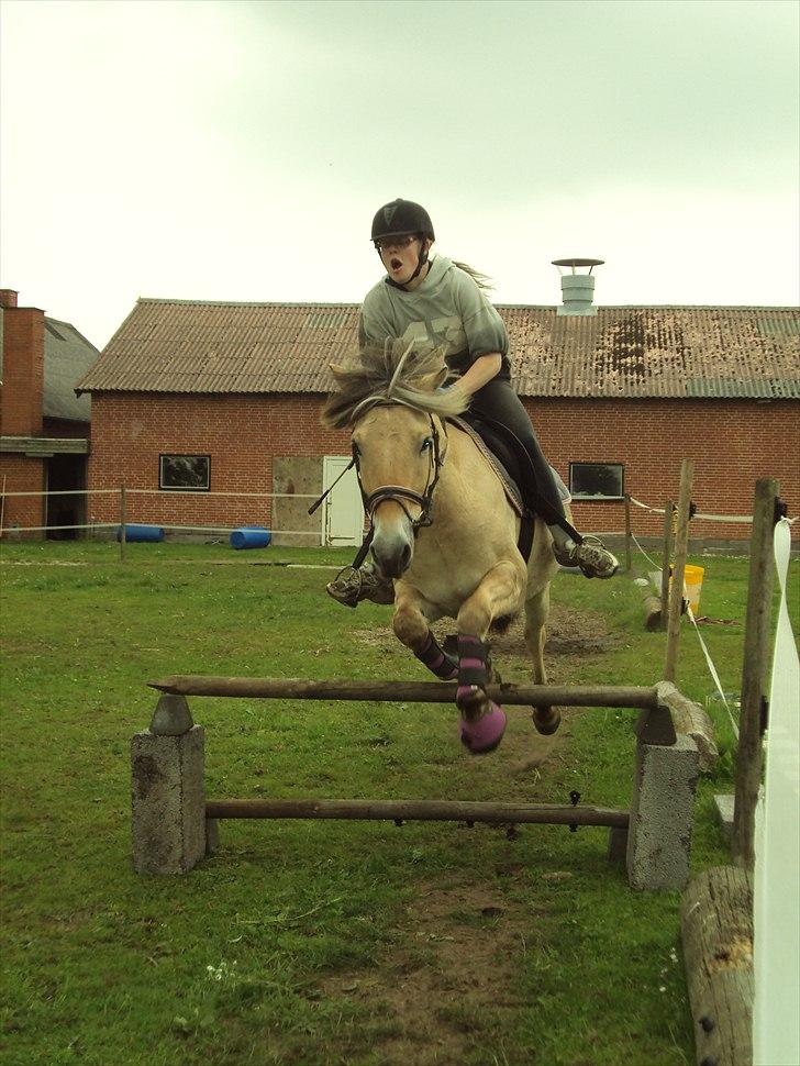 Fjordhest Bonnie (Solgt) - Troede ikke hun ville springe, men det gjorde hun og jeg blev noget forskrækket :-) billede 18