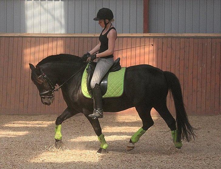 New Forest Lindholms Micky - Micky<3. Foto: Mia Vingtoft. billede 12