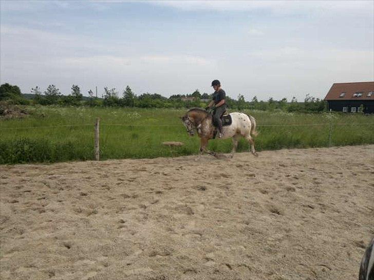 Knabstrupper Samson billede 12