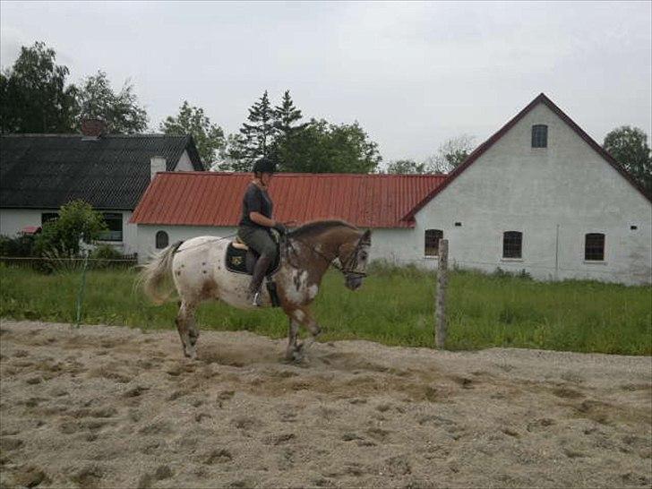 Knabstrupper Samson billede 13