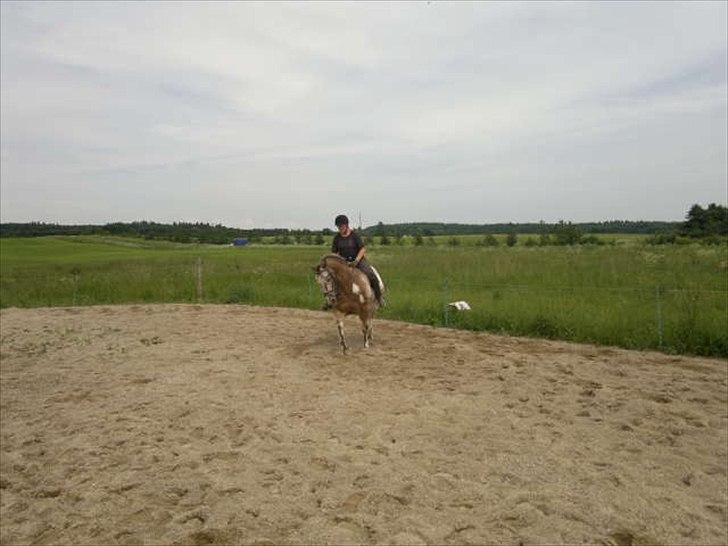 Knabstrupper Samson billede 14