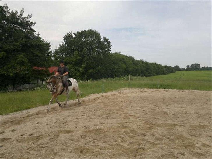 Knabstrupper Samson billede 15