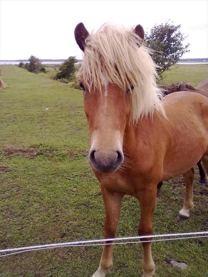 Islænder Stjarni fra Ragnarok billede 4