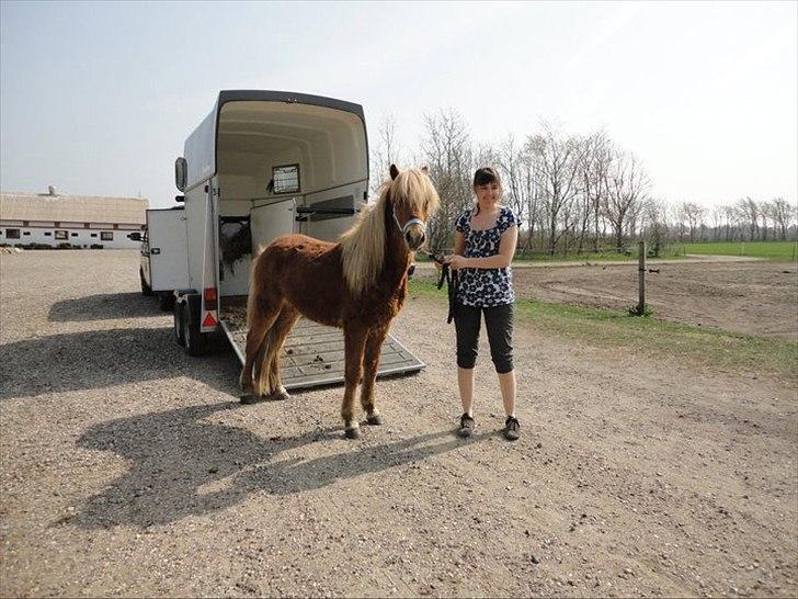 Islænder Stjarni fra Ragnarok - Ankommet på rideskolen 2011 billede 10