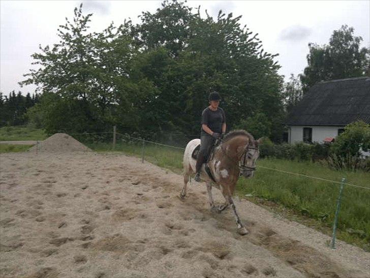 Knabstrupper Samson billede 16