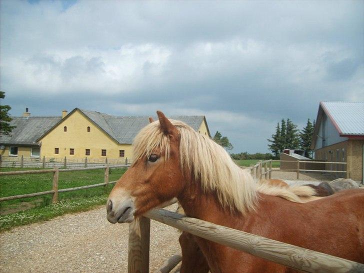 Islænder Stjarni fra Ragnarok - Et godt sommerbillede billede 5