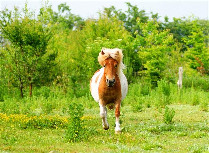 Shetlænder Papaya af Bjørholm - 8/6 2011: Det er nu dejlig med en hest som kommer mig i møde sådan her - hver dag! billede 2