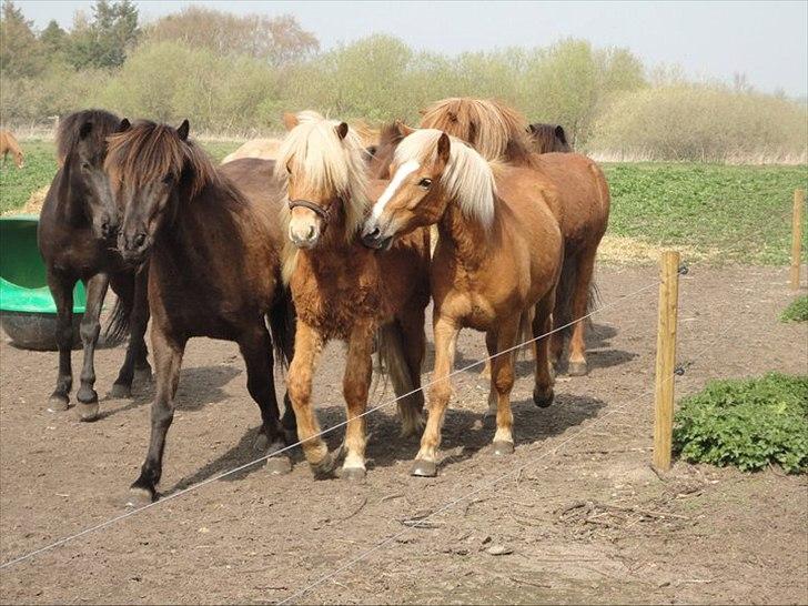 Islænder Stjarni fra Ragnarok - I blandt nye kammarater billede 11