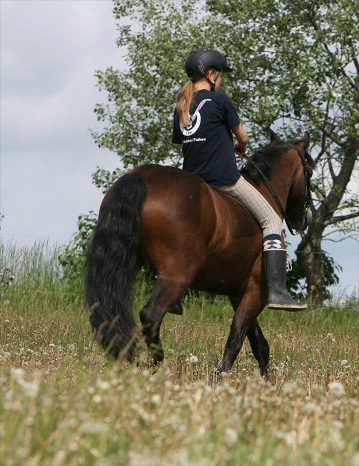 Welsh Cob (sec D) Dorthealyst Omikron - Aldrig glemt, altid gemt - Sometimes, if you love someone, you have to let them go.
Foto: ©AM billede 20