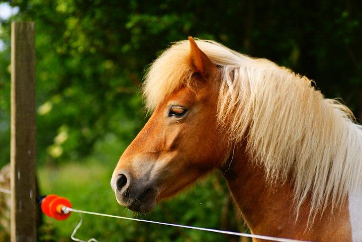 Shetlænder Papaya af Bjørholm - 8/6 2011 billede 3