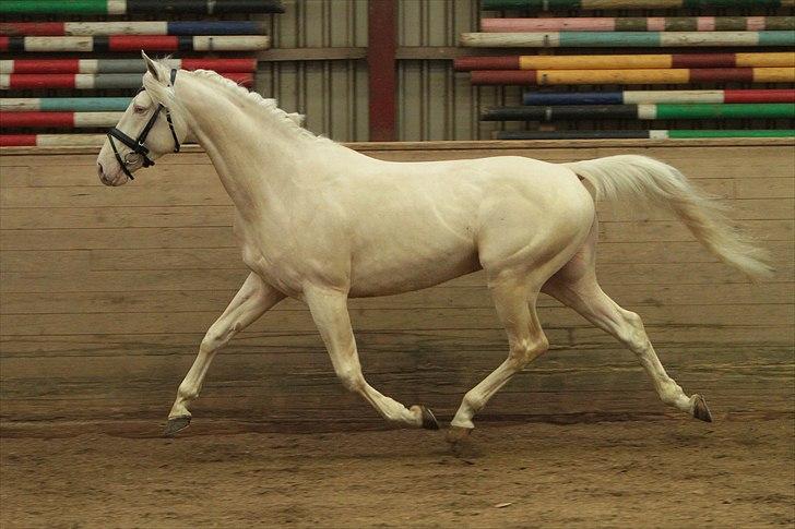 Palomino Kærgaardens Dom Perignon billede 10