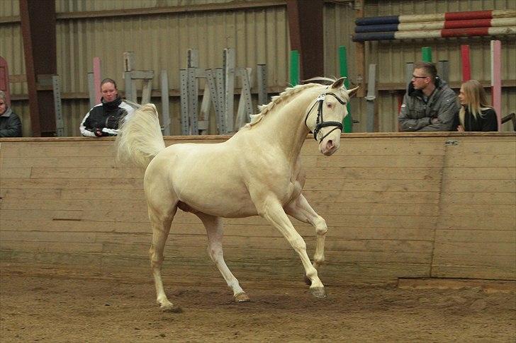 Palomino Kærgaardens Dom Perignon billede 5