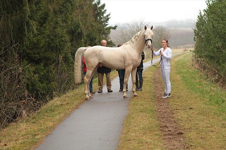 Palomino Kærgaardens Dom Perignon billede 6