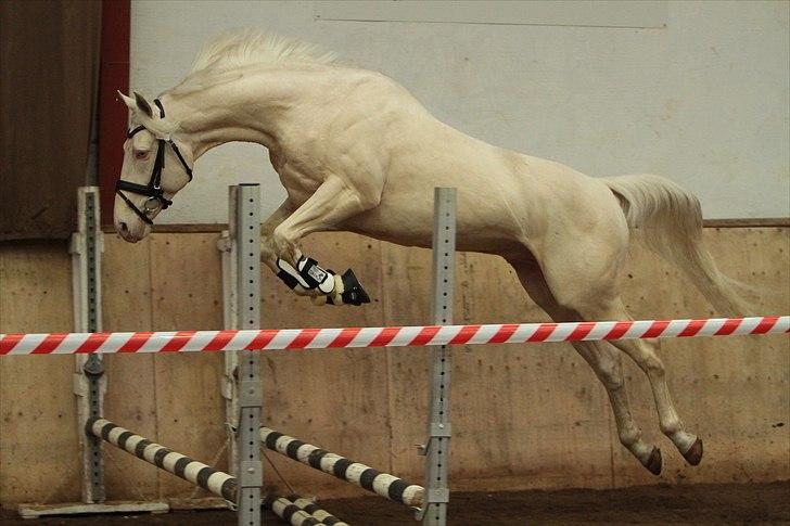 Palomino Kærgaardens Dom Perignon billede 8