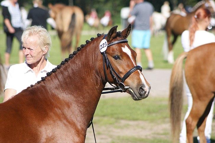 Welsh Pony (sec B) Korreborgs Pinot billede 8