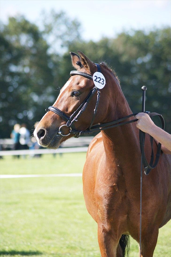 Welsh Pony (sec B) Korreborgs Pinot billede 9