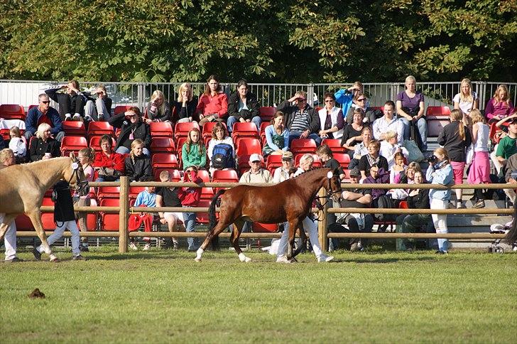 Welsh Pony (sec B) Korreborgs Pinot billede 10