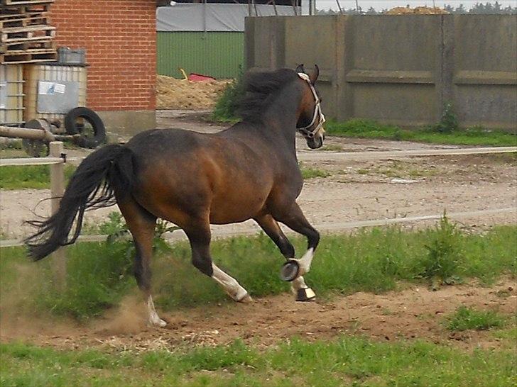 Welsh Pony af Cob-type (sec C) Basse  - hygge den 8-6-2011:* billede 14