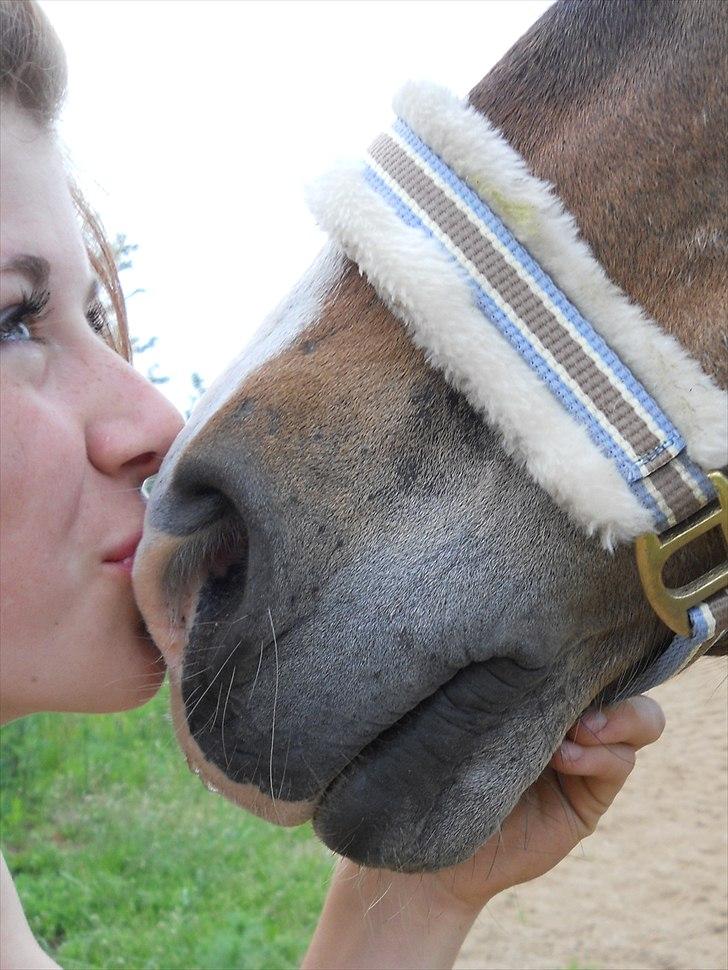 Welsh Pony af Cob-type (sec C) Basse  - søde skat du ska vide jeg går gennem alt for dig!:* billede 15