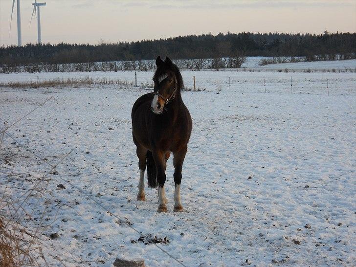 Welsh Pony af Cob-type (sec C) Basse  - januar 2011:)
 billede 16